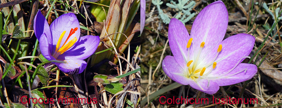 Colchico, o croco, oppure...- Colchicum sp. (Liliales Colchicaceae)